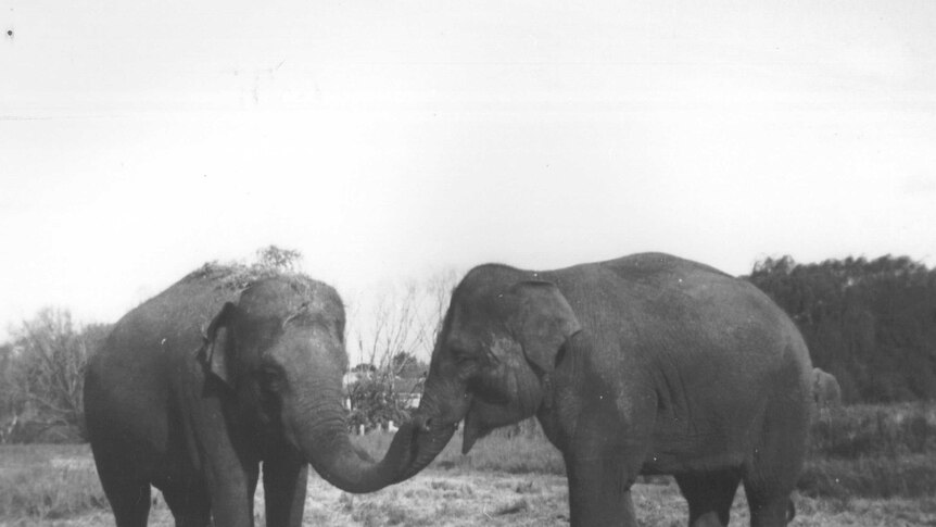 A black and white photograph of two elephants in the foreground with one in the background
