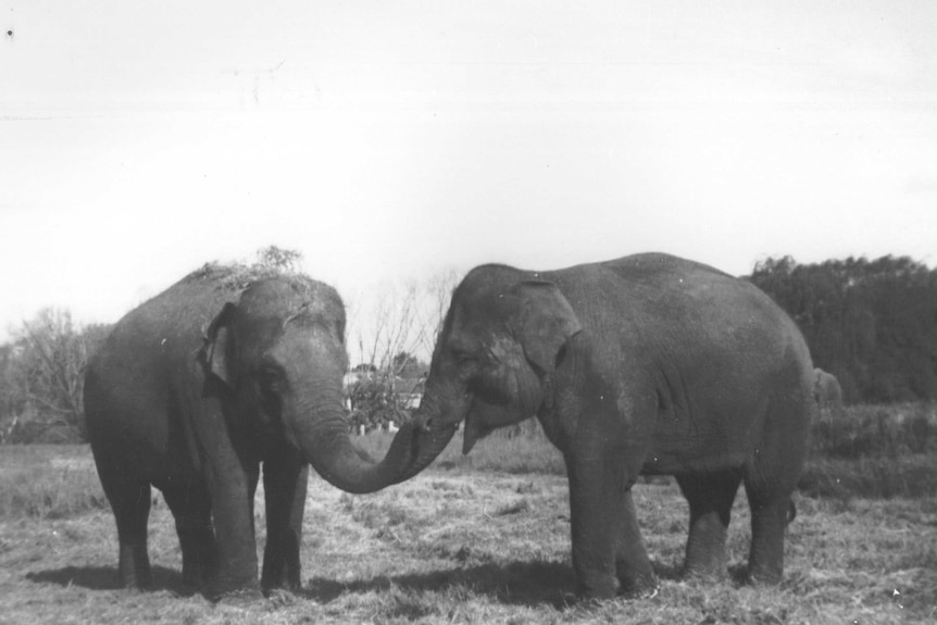 A black and white photograph of two elephants in the foreground with one in the background