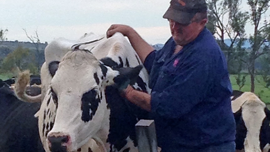  Fourth generation dairy farmer Errol Gerber from Lowood in Queensland's Lockyer Valley.  May 2014.