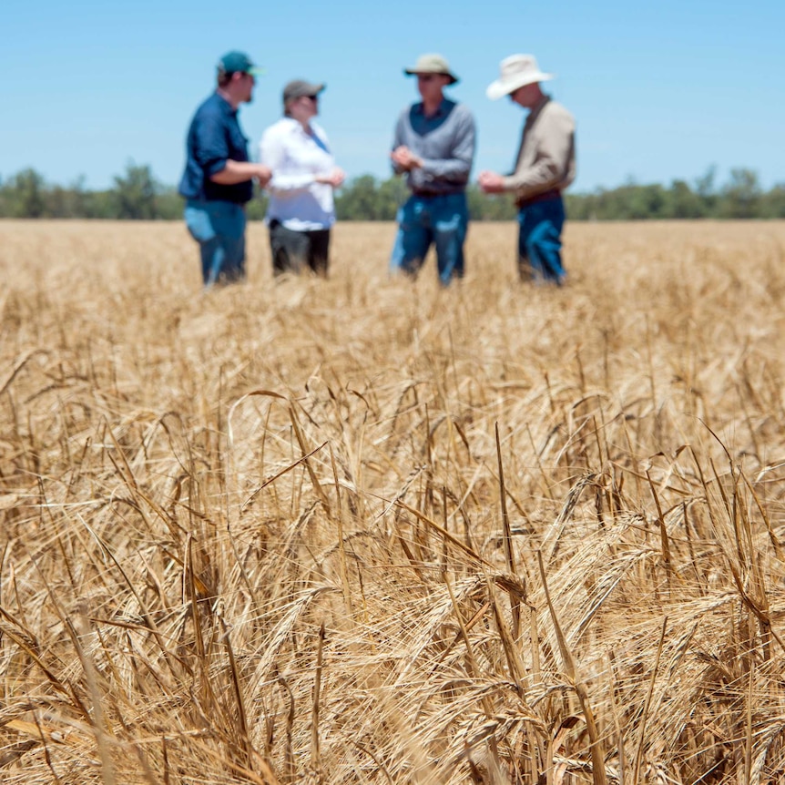CSIRO scientists stand in a Kebari barley crop, which was developed to create gluten-free beer.