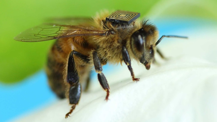 A honey bee with a sensor glued to its back sits on a white flower