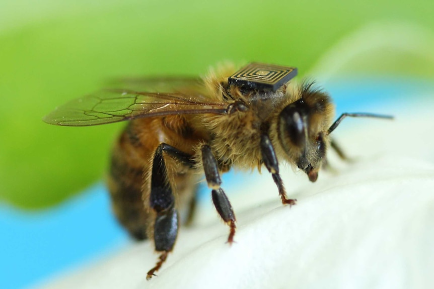 A honey bee with a sensor glued to its back sits on a white flower
