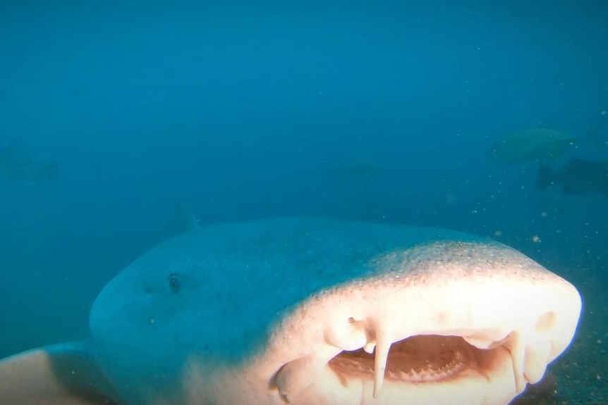 Green underwater shot of a shark smiling at the camera.