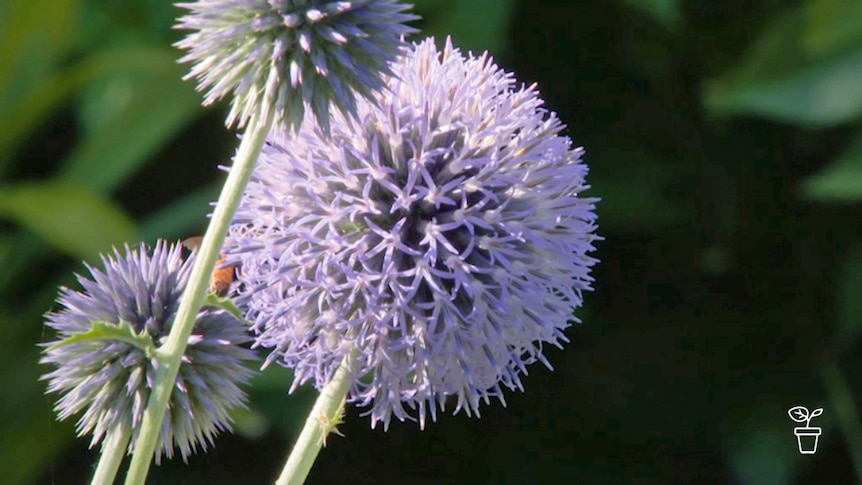 Purple ball-shaped flowers on long stems