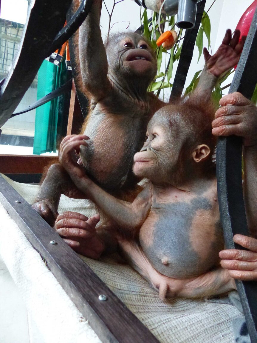 Gito (L) playing with other baby orangutans