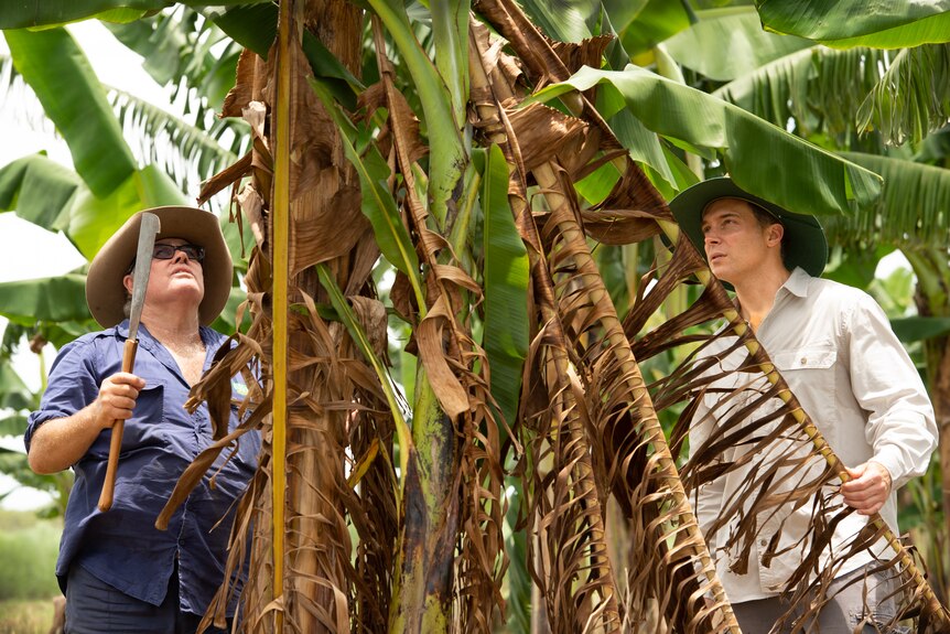 Two men one holding a knife look up at a banana tree