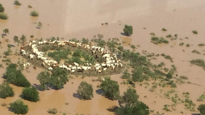 Aerial photo of cattle herd stranded on small bit of land surrounded by floodwaters in the Gulf.
