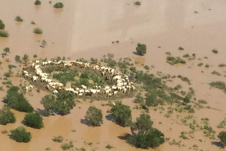Aerial photo of cattle herd stranded on small bit of land surrounded by floodwaters in Queensland's Gulf of Carpentaria