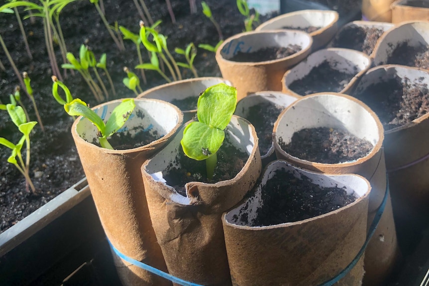 A number of seedlings being propogated in recycled toilet rolls.