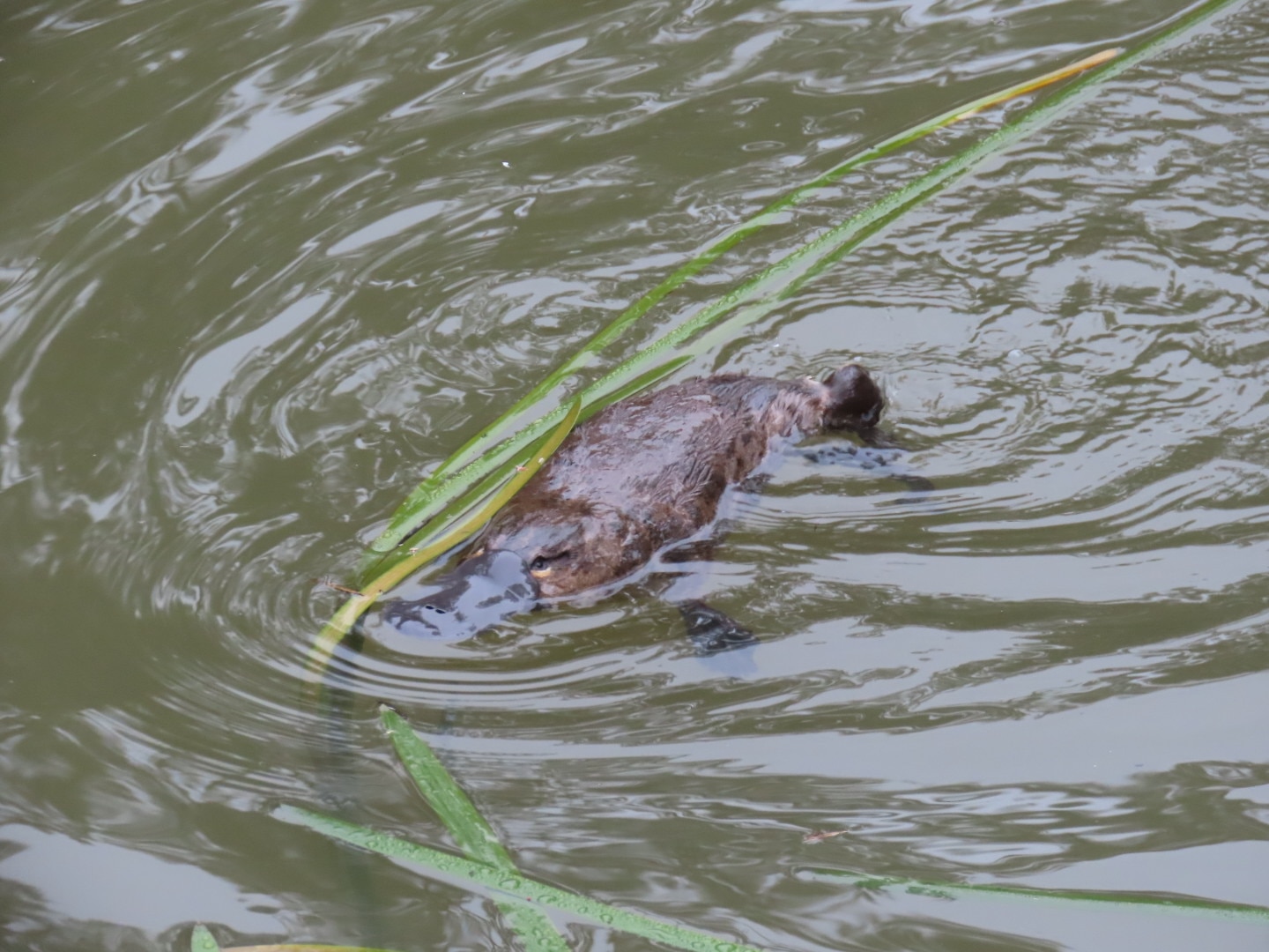 Another four platypuses re-homed into Royal National Park