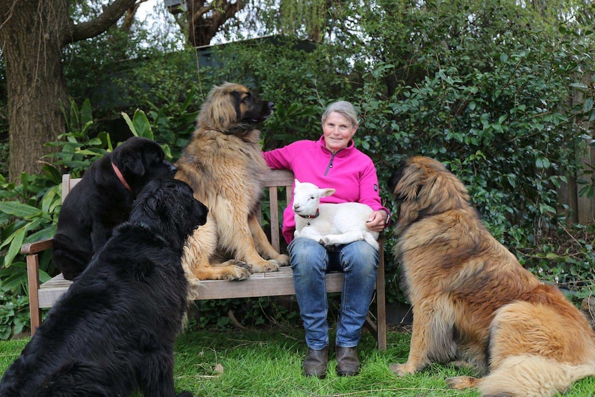 A woman sitting on a bench with a lamb on her lap, surrounded by four big dogs.