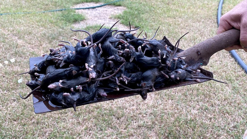 A pile of dead mice on a shovel.