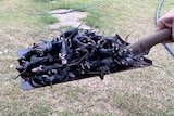 A pile of dead mice on a shovel.