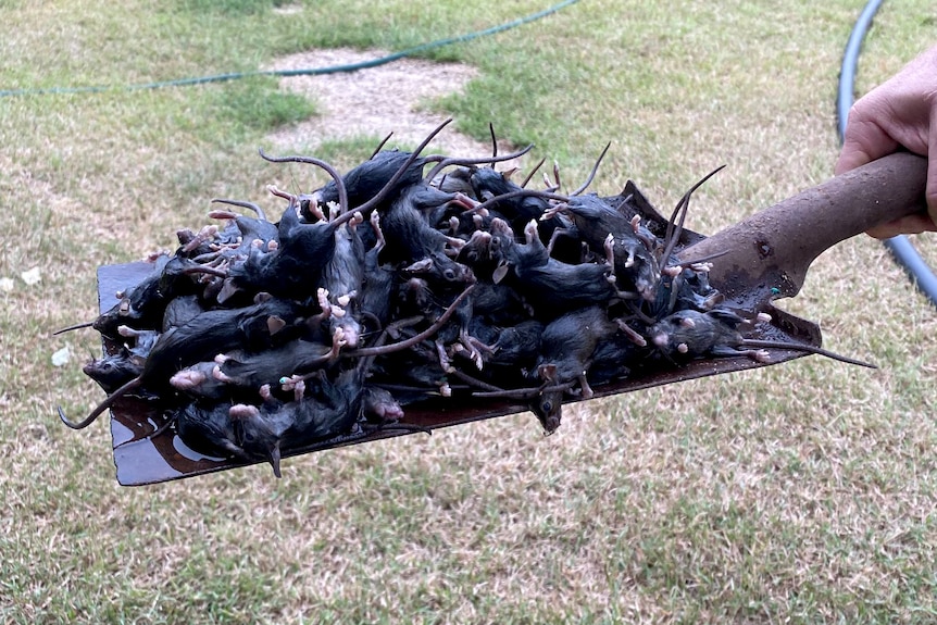 A pile of dead mice on a shovel.