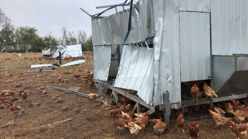 Chickens surround a badly damaged shed, while others lay dead on the ground nearby