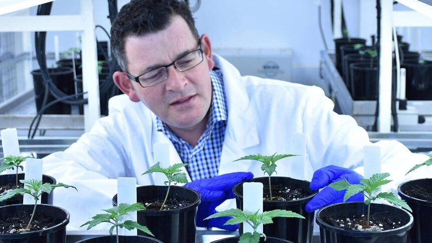 Daniel Andrews, wearing a white coat and gloves, looks at cannabis plants.