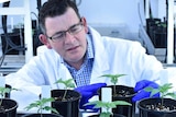 Daniel Andrews with medicinal cannabis crop