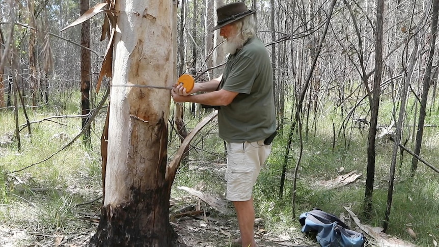 A man measures a tree with a tape measure in a forest
