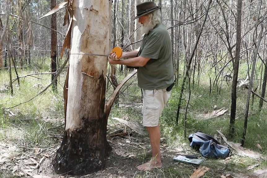 A man measures a tree with a tape measure in a forest