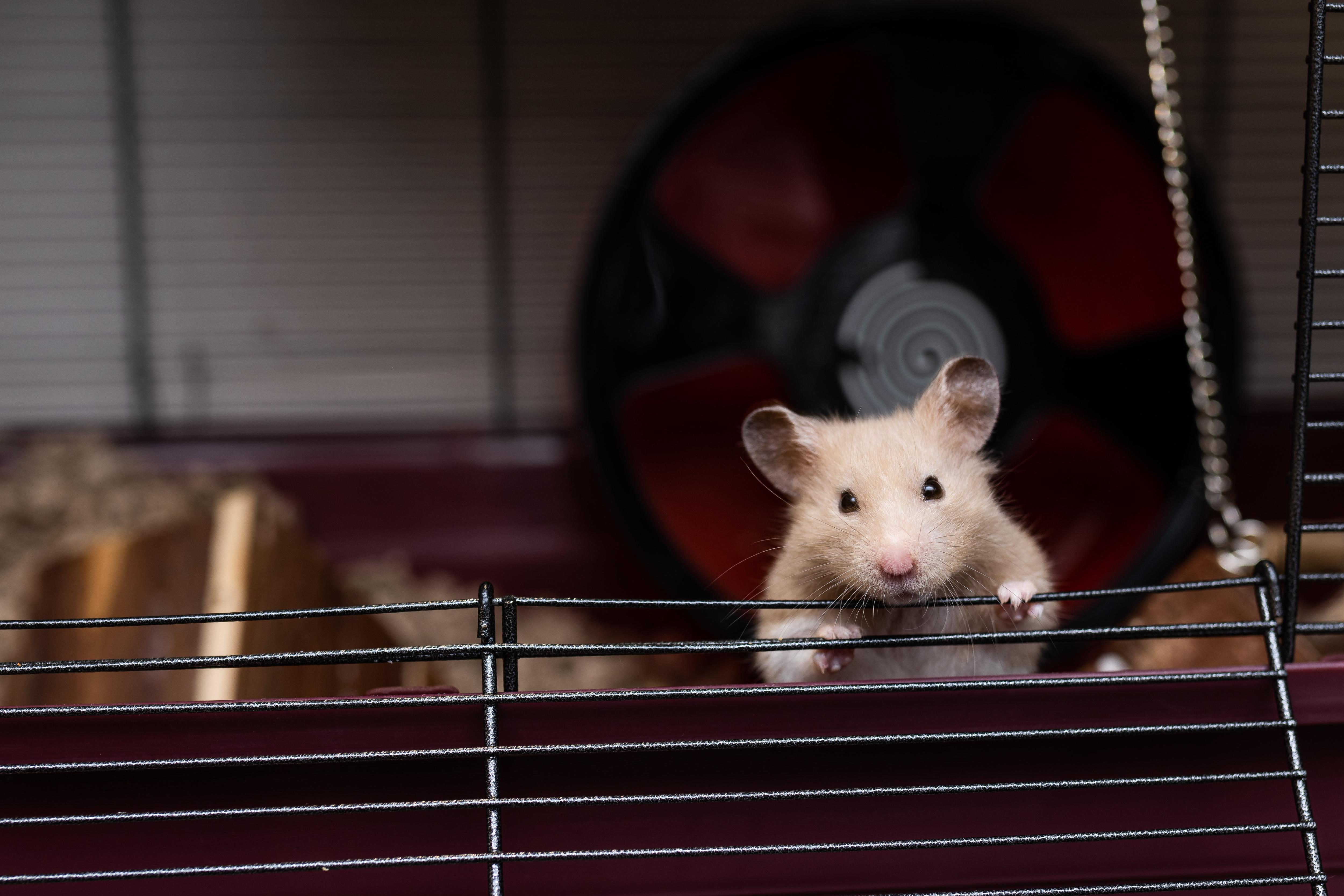 It's illegal to have pet hamsters and gerbils in Australia. These are the  risks they pose - ABC News