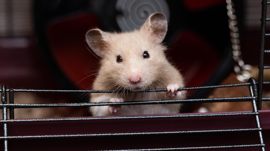 A hamster hanging over the edge of a cage.