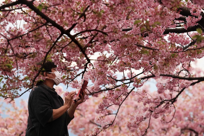 A man taking photos of Japan's cherry blossoms