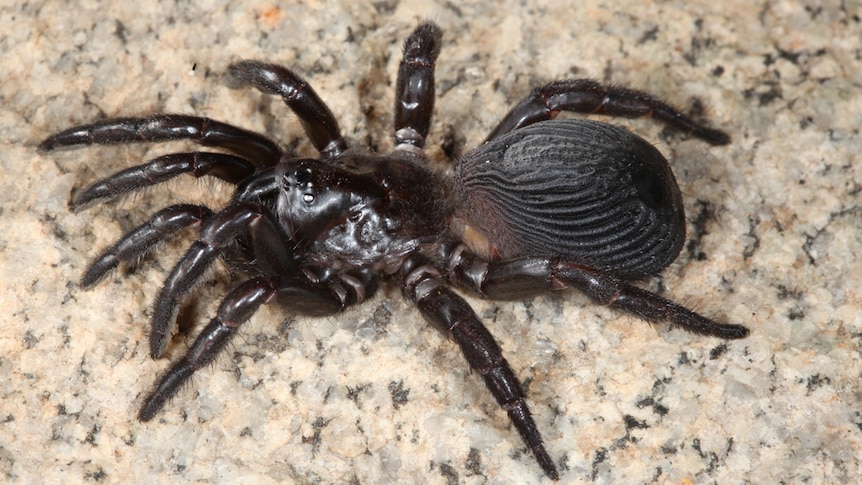 A black spider with a bulbous bottom on a piece of stone.