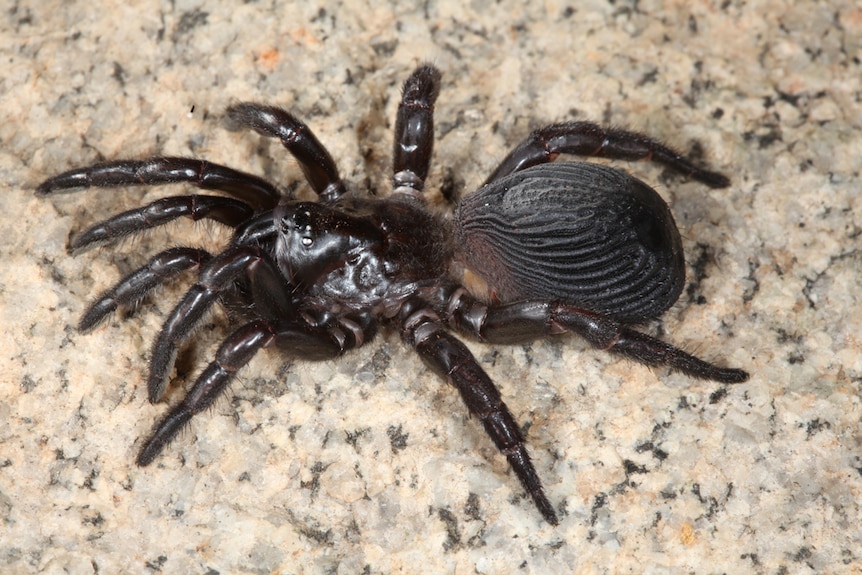 A black spider with a bulbous bottom on a piece of stone.