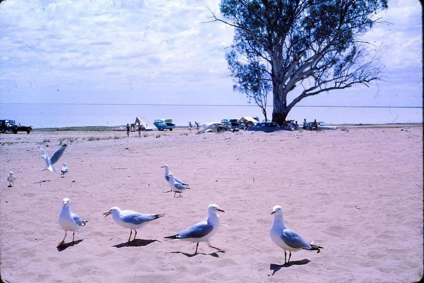 Seagulls on sand at the Menindee Lakes.