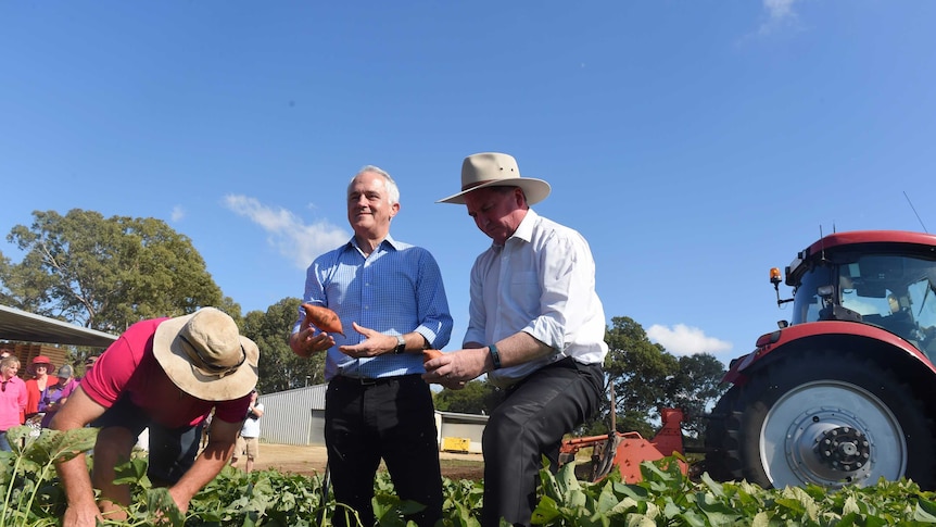 Prime Minister Malcolm Turnbull and Minister for Agriculture Barnaby Joyce dig up sweet potatoes with farmer Eric Coleman.