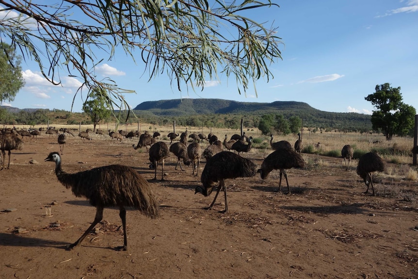 The emu farm is at the base of the Warrumbungle National Park