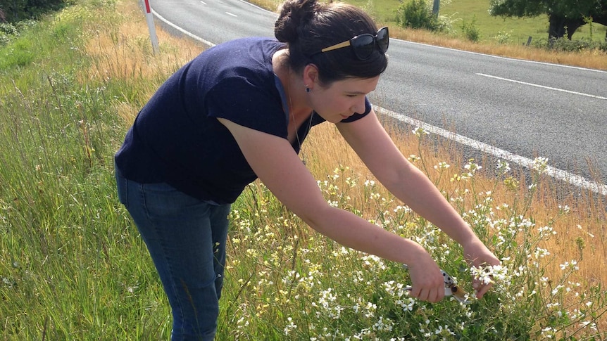 Alex Snep gathers brassica flowers by the roadside near Launceston, Tasmania.