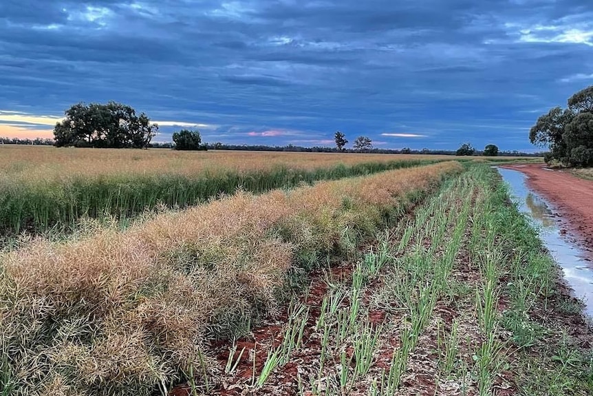 A tall crop with ominous storm clouds in the distance