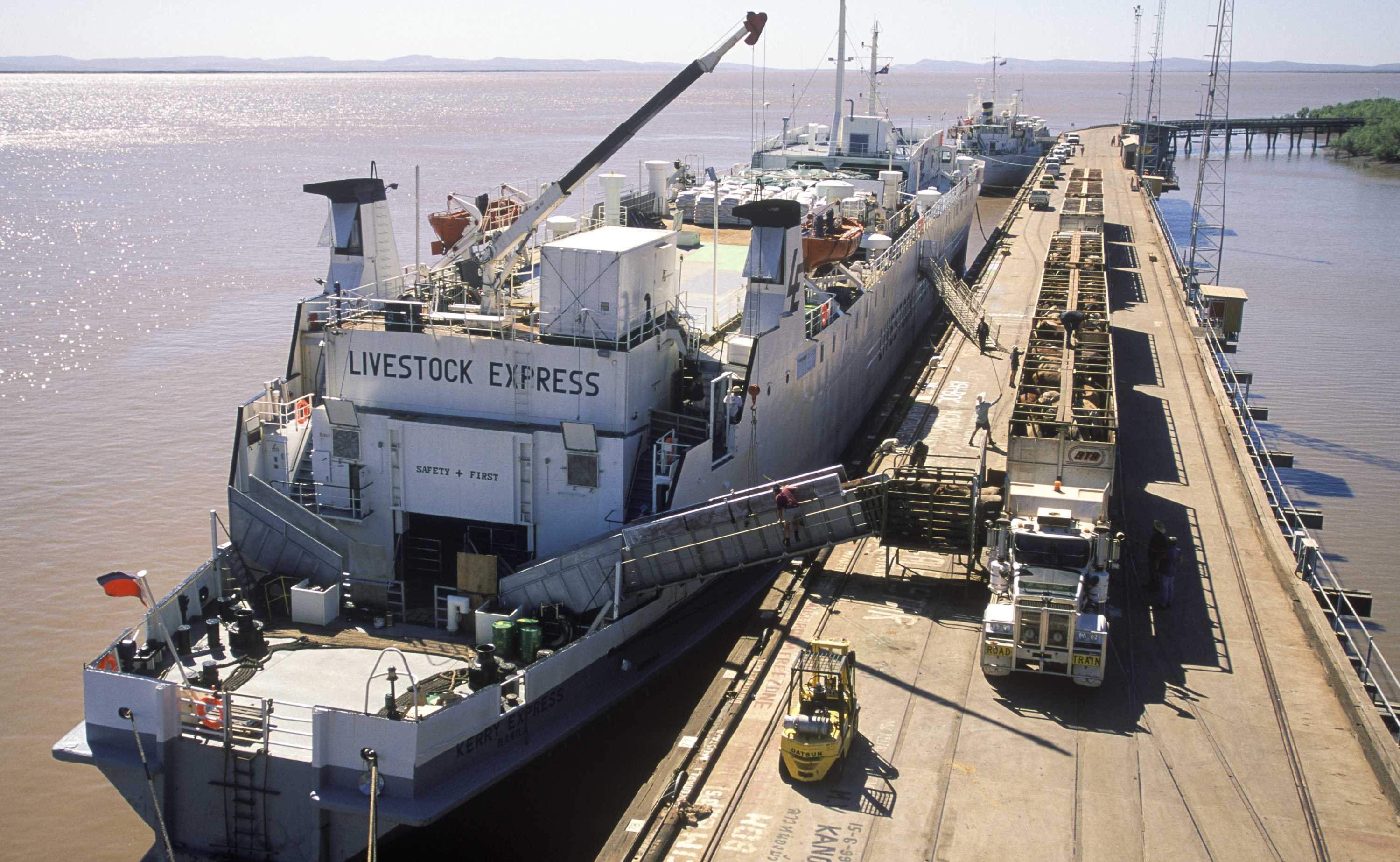 Live cattle export price hits record high in WA as pastoralists