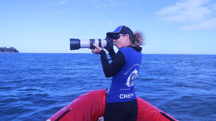 Researcher Dr Liz Hawkins takes photos of dolphins while on board a boat in Brisbane's Moreton Bay in June 2017.