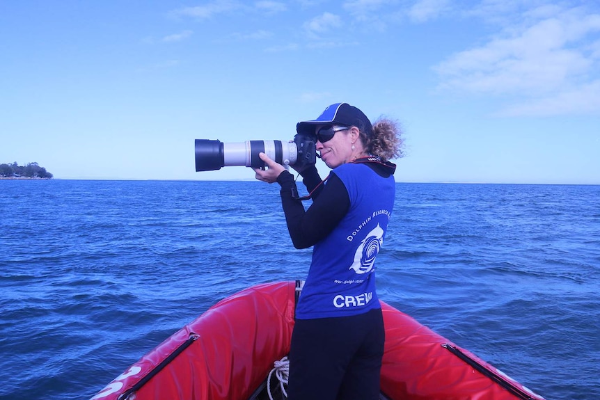 Researcher Dr Liz Hawkins takes photos of dolphins while on board a boat in Brisbane's Moreton Bay in June 2017.