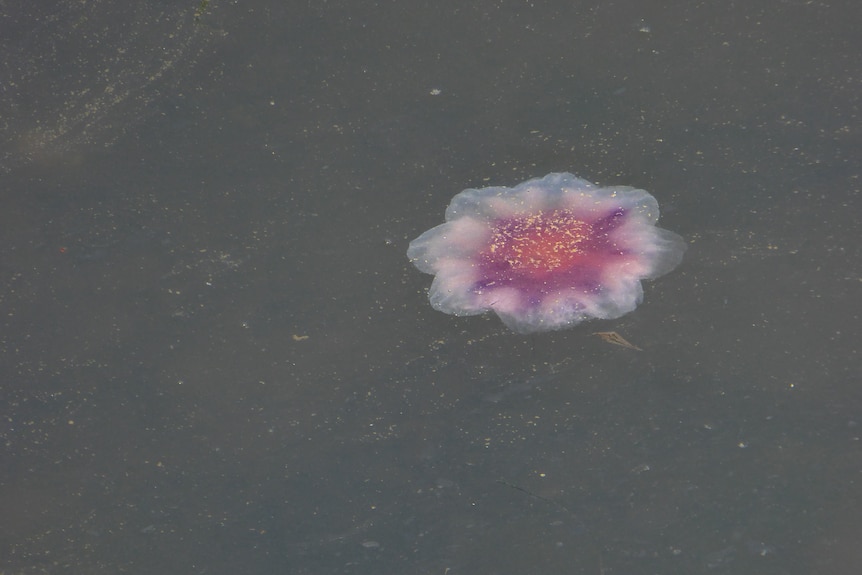 A red and white jellyfish swims in dark waters.