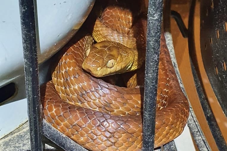 Brown tree snake curled up beside the gas bottle of a barbecue