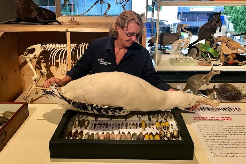 Heather Janetzki with a stuffed albatross at the Queensland Museum.