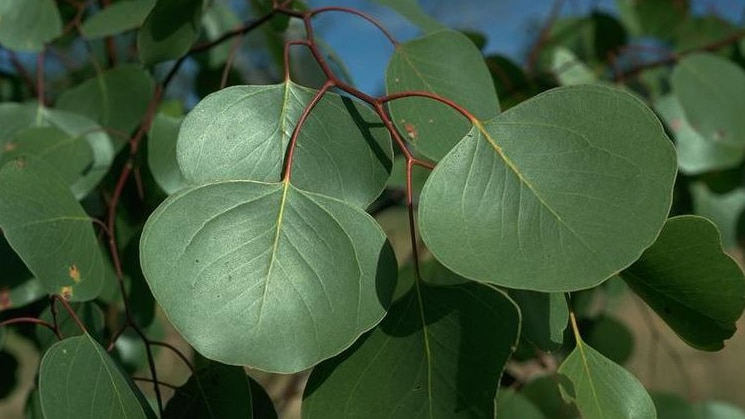 Eucalyptus populnea