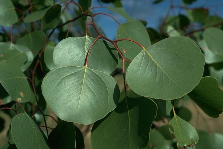 Eucalyptus populnea