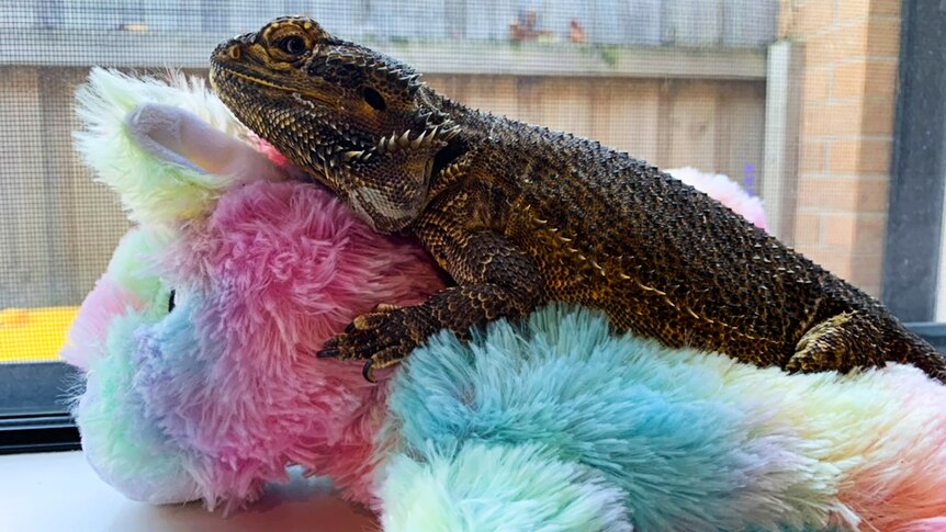 A bearded dragon straddles a colourful soft toy