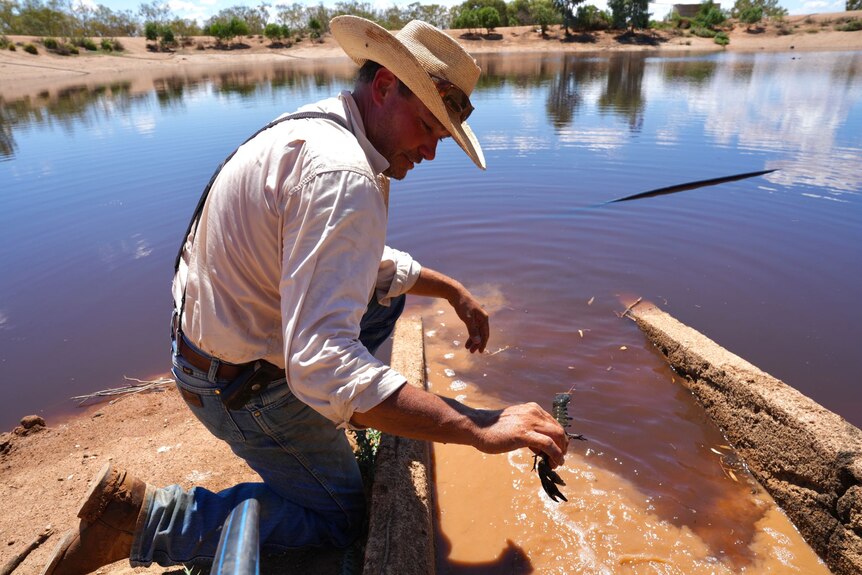 A man picks up a yabby from the water.