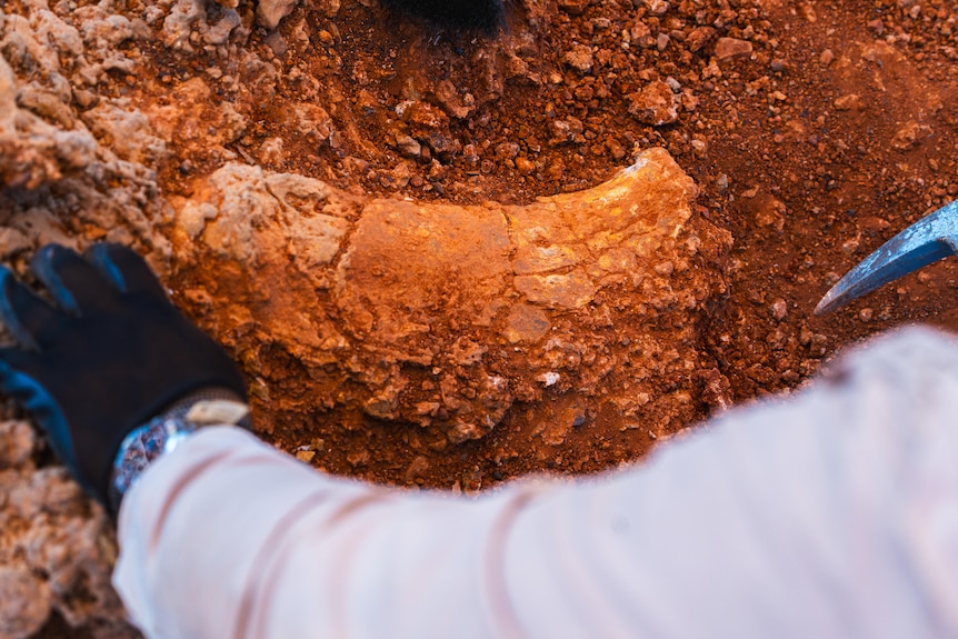 A Diprotodon skeleton being excavated in the Pilbara in 2023.