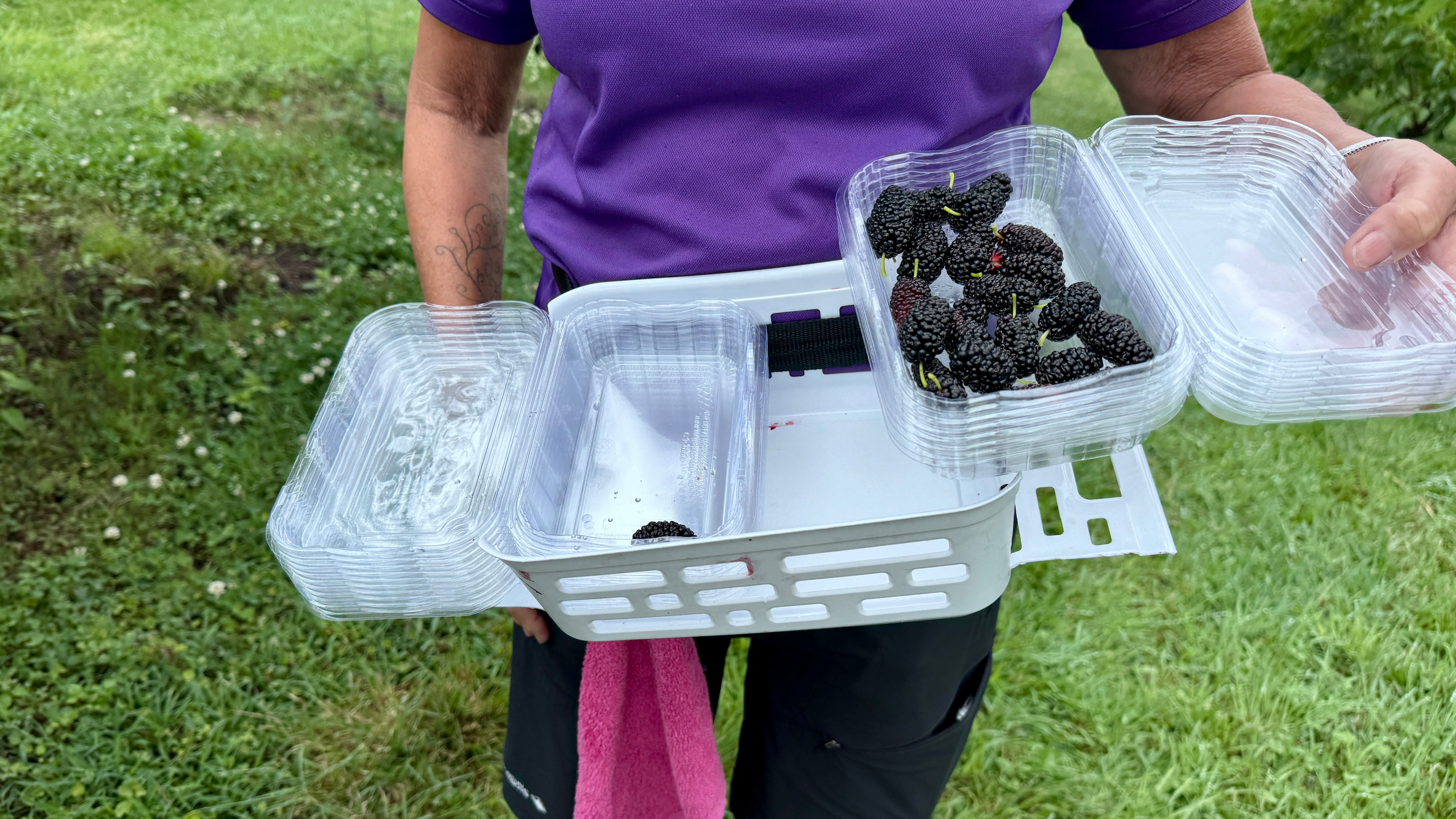 First-time farmer solves mulberry packing problem with dental drill ...