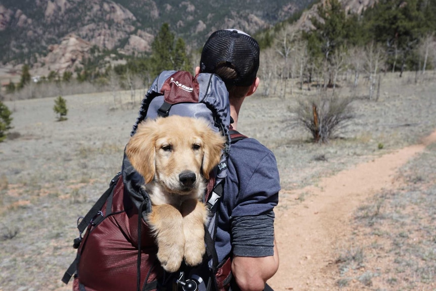 A golden retriever type dog sits in the backpack of a man surrounded by mountains