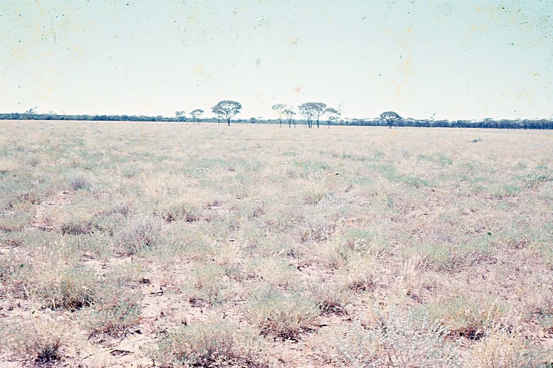Tufts of saltbush growing around an airfield in western Queensland, with trees in the distance