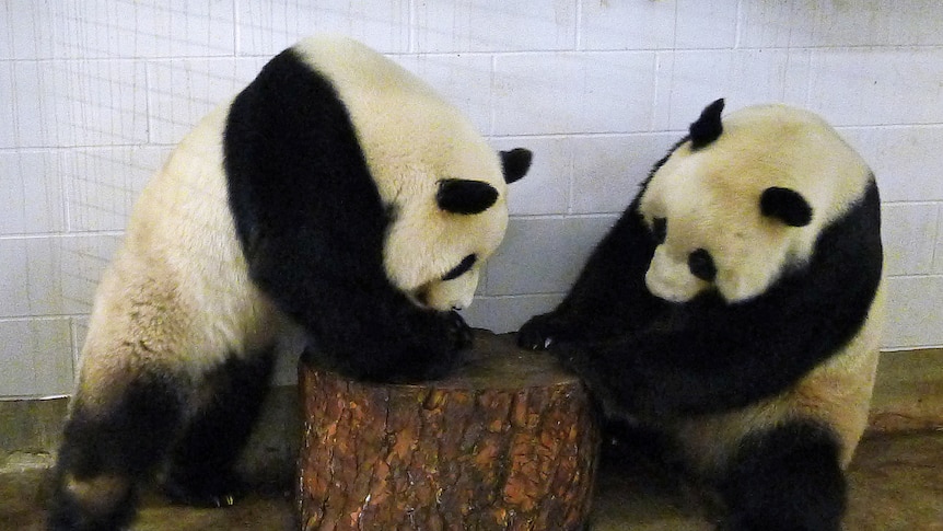 Two pandas near a stump.