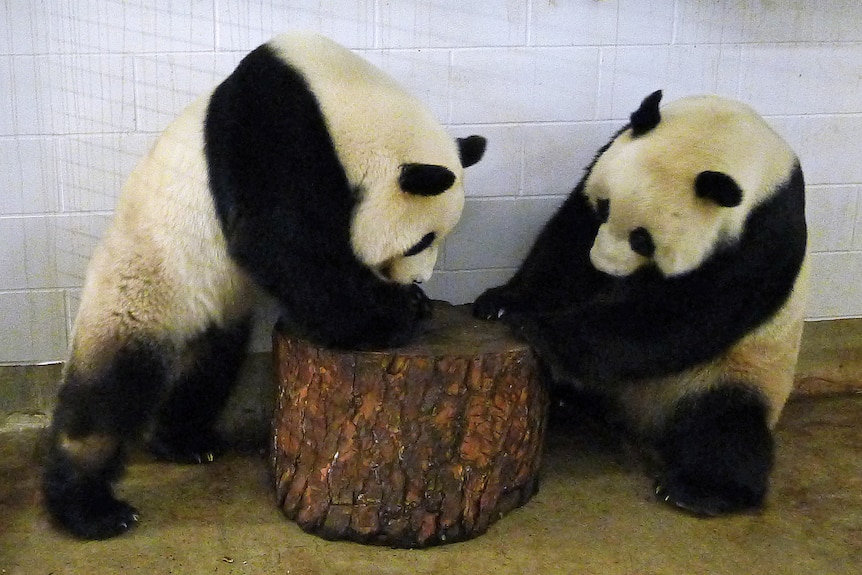 Hopes of panda breeding, but financial woes for the Adelaide Zoo