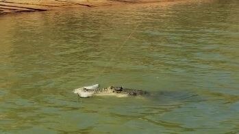 A photo of a crocodile with a barramundi on a fishing line in its mouth in the Kimberley.